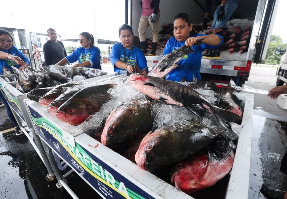 "Peixe no Prato Solidário" injeta R$ 8 milhões na economia do Amazonas