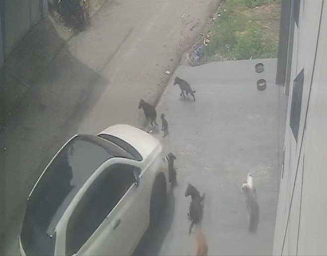 Motorista atropela cães comunitários, mata um e deixa dois internados no Parque 10