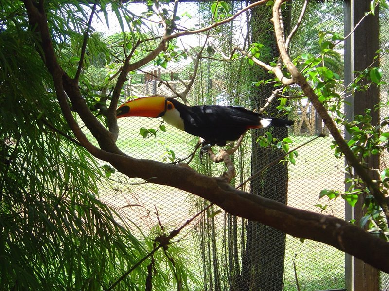 IBAMA convoca iniciativas de conservação de fauna para mapeamento nacional