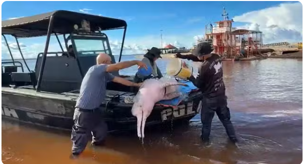 Boto-cor-de-rosa morre após ser resgatado com ferimentos graves