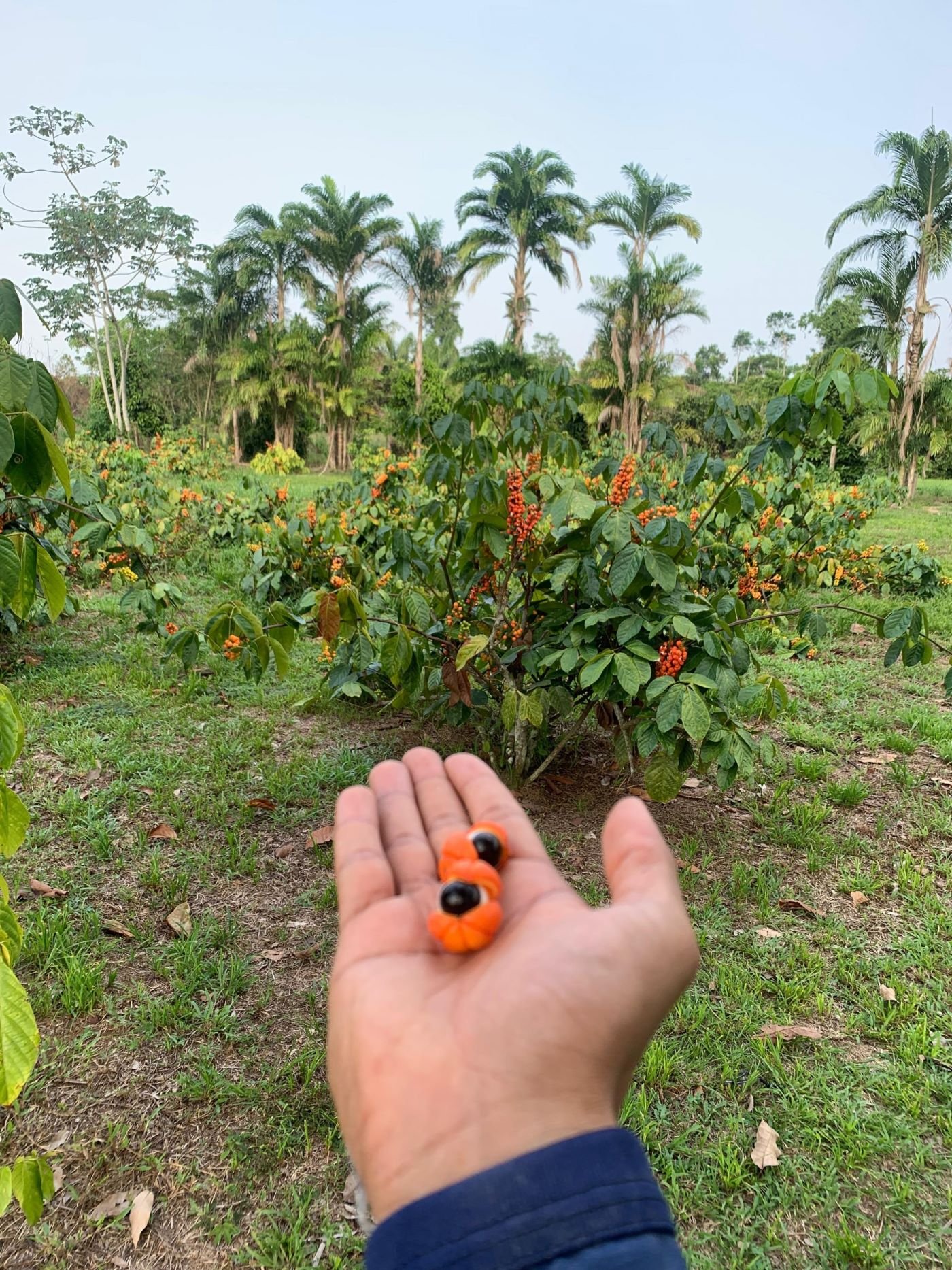 Açaí e guaraná da Amazônia entram no ranking das 100 melhores frutas do mundo