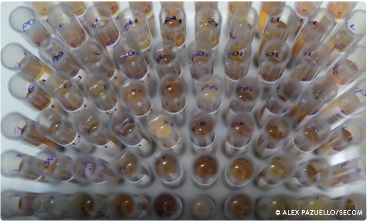 Amazonas inicia implantação de tratamento inovador contra malária para crianças indígenas