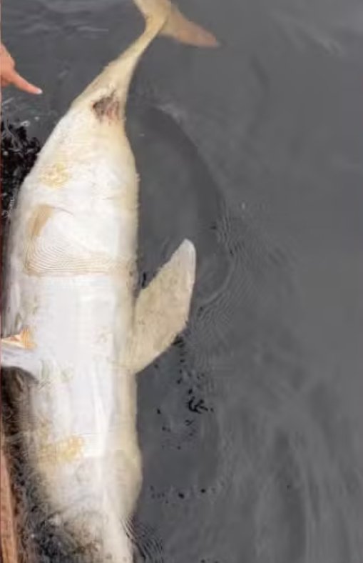 Boto aparece morto em Manaus e levanta suspeita de disparo de arma de fogo