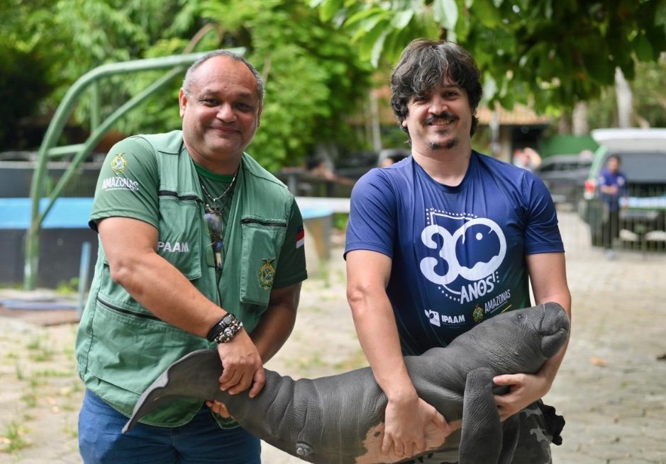 Ipaam resgata filhote de peixe-boi ferido por arpão em Itacoatiara