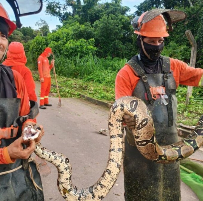 Jiboia de 3 metros é resgatada durante limpeza urbana em Presidente Figueiredo