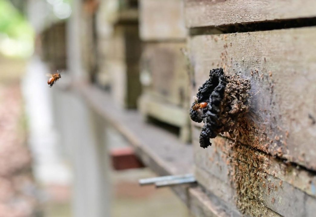 Ipaam realiza ação de regularização para criadores de abelhas sem ferrão em Parintins