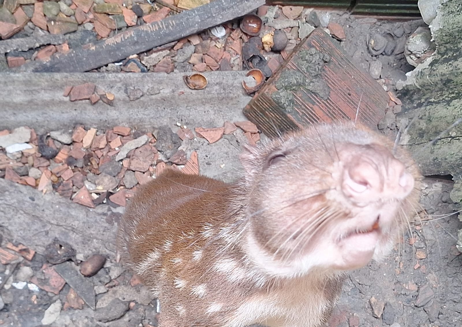 Paca e tartarugas são resgatadas em operação contra crimes ambientais em Manaus