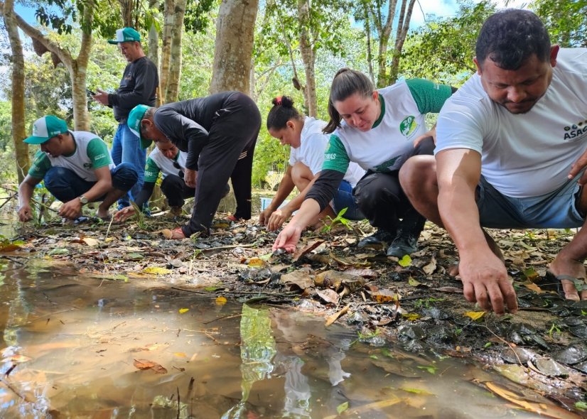 Ação ambiental no Amazonas devolve 2,5 mil filhotes de quelônios à natureza