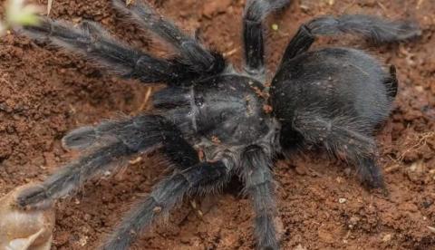Nova espécie de tarântula surpreende cientistas com genitália gigante