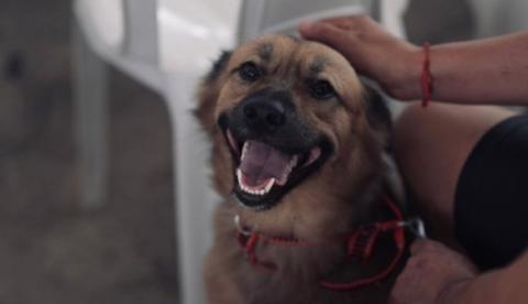 Manaus oferece 300 vagas para castração gratuita de cães e gatos no Cidade de Deus