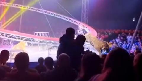 Vídeo: Tigre invade área do público em circo e gera fuga desesperada