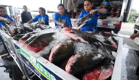 "Peixe no Prato Solidário" injeta R$ 8 milhões na economia do Amazonas