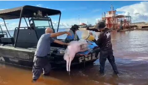 Boto-cor-de-rosa morre após ser resgatado com ferimentos graves