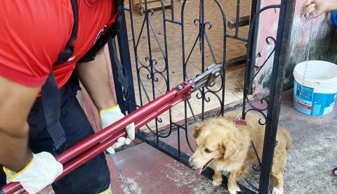 Bombeiros do Amazonas resgatam média de quatro animais por dia