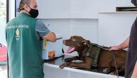 Castração Grátis: Saiba como agendar vaga para seu pet nesta quarta-feira no CCZ