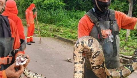 Jiboia de 3 metros é resgatada durante limpeza urbana em Presidente Figueiredo