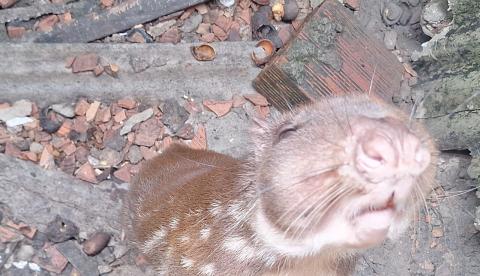 Paca e tartarugas são resgatadas em operação contra crimes ambientais em Manaus