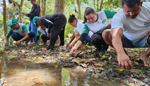Ação ambiental no Amazonas devolve 2,5 mil filhotes de quelônios à natureza