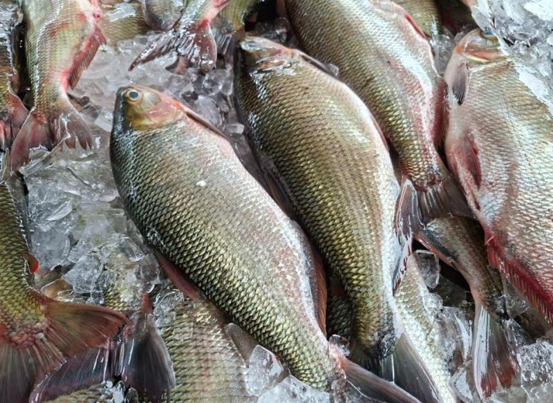 Captura de Tela 2026-04-04 às 11.09.14.jpg