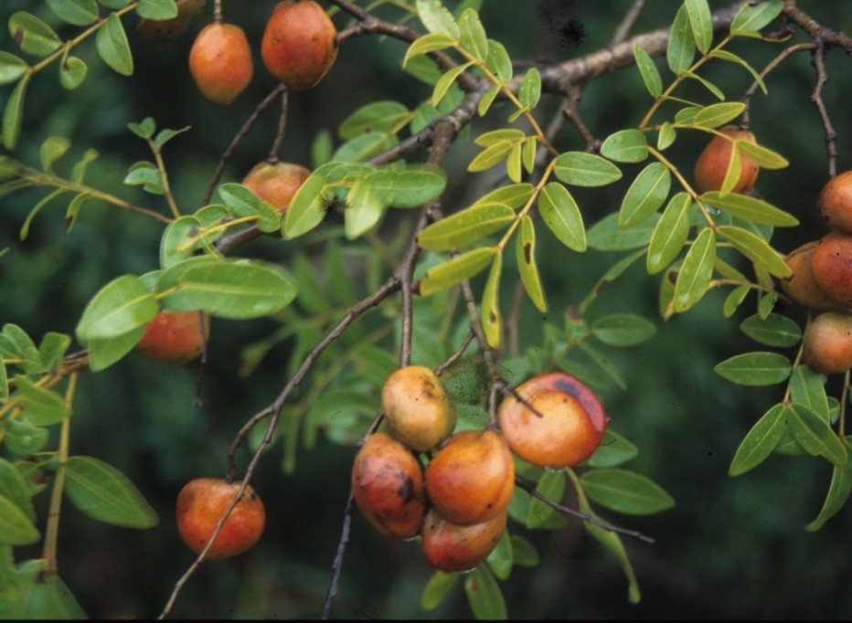 Estudo revela que folhas de copaíba-vermelha bloqueiam replicação do coronavírus