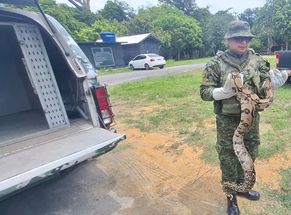 Cobra é capturada após 'visita' a escola em Manaus