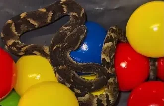 Jararaca de um metro é resgatada de piscina de bolinhas em restaurante e vídeo viraliza