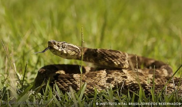Tratamento para picada de cobra é levado para o interior do Amazonas