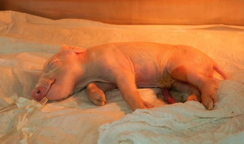 Brasil cria 1º porco clonado da América Latina para uso em transplantes