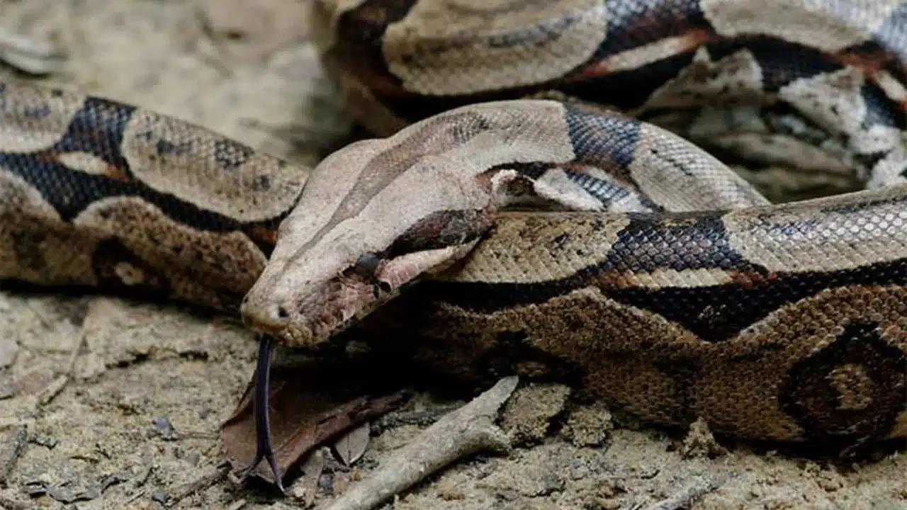 Moradora leva susto ao se deparar com jiboia dentro de casa no Coroado