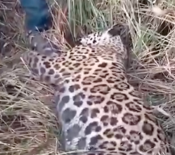 Morador abate onça-pintada após ser atacado por felino em Autazes