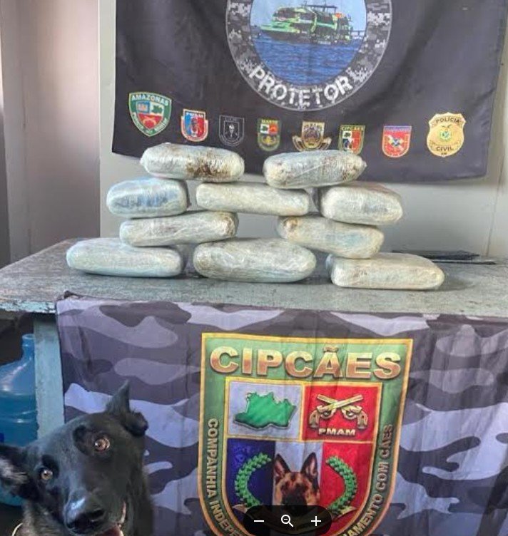 Skunk disfarçado de peixe e açaí: cadela policial descobre droga em barco no Amazonas
