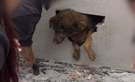 Cadela desaparecida há 10 dias é encontrada dentro de parede concretada no Paraná