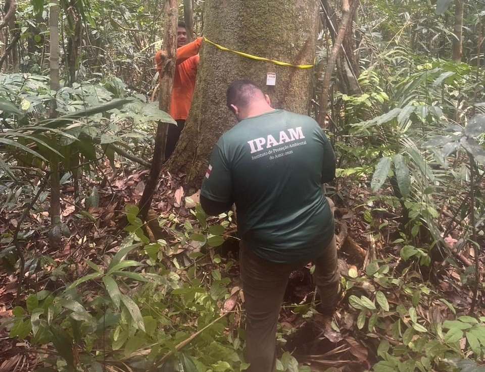Fim do Defeso Florestal no Amazonas: Ipaam libera extração de madeira a partir de sábado