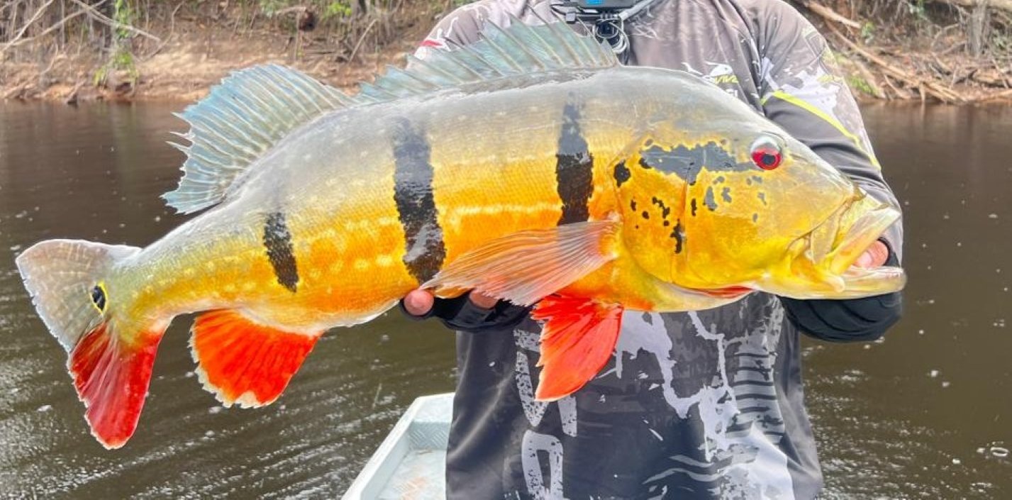 Ipaam reforça envio de relatório anual da pesca esportiva no Amazonas