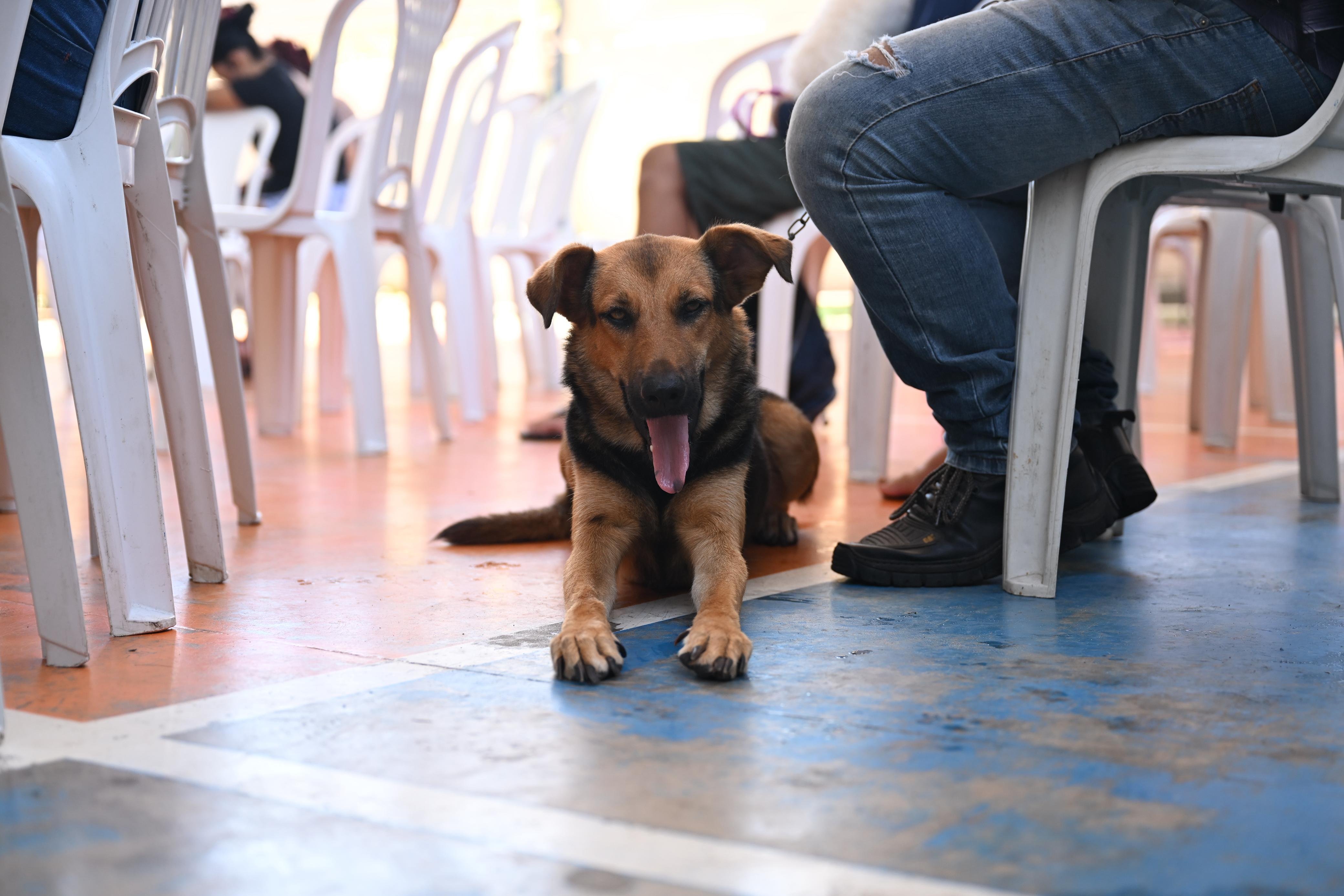 Parceria oferece 450 vagas gratuitas para castração de cães e gatos em Manaus; saiba como agendar