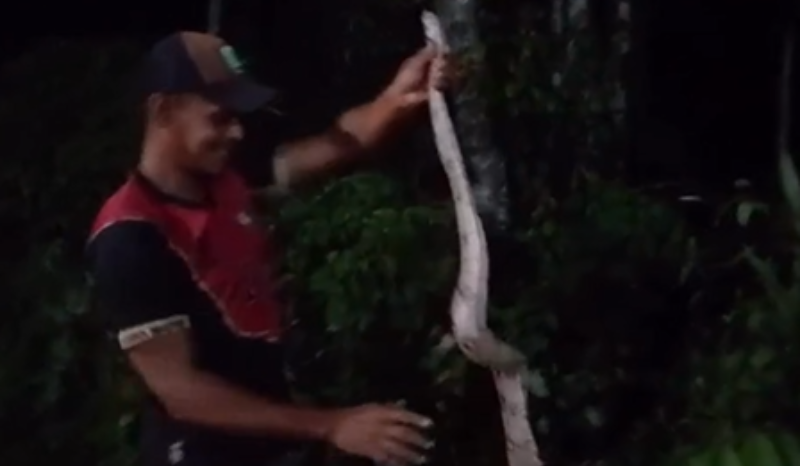 Jiboia é encontrada dentro de casa e mobiliza resgate em Presidente Figueiredo