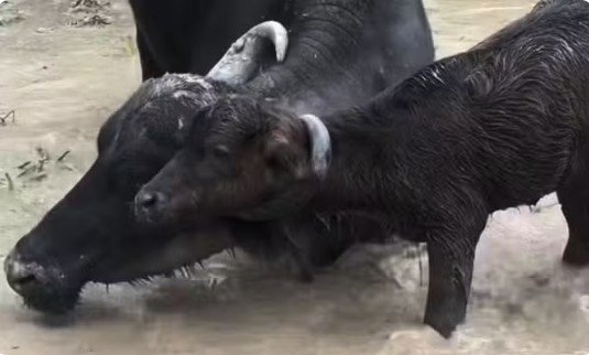 Funcionário salva filhote de búfalo preso ao chifre da mãe em Itacoatiara