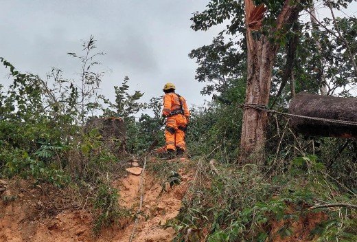 Homem morre esmagado por árvore durante trabalho de corte
