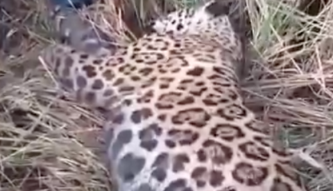 Morador abate onça-pintada após ser atacado por felino em Autazes