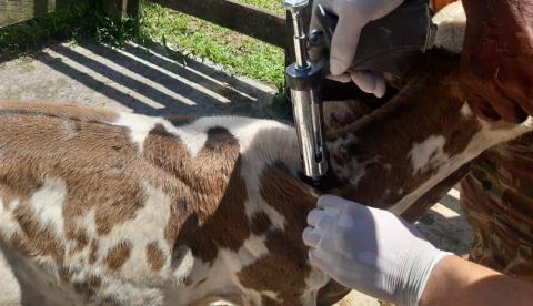 Brucelose: Doença grave que afeta animais e humanos mobiliza pecuaristas no Amazonas