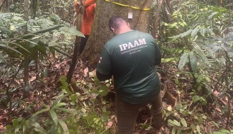Fim do Defeso Florestal no Amazonas: Ipaam libera extração de madeira a partir de sábado