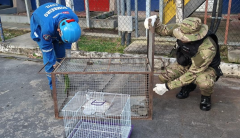 Papagaios feridos são encontrados e resgatados em áreas urbanas de Manaus