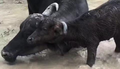Funcionário salva filhote de búfalo preso ao chifre da mãe em Itacoatiara