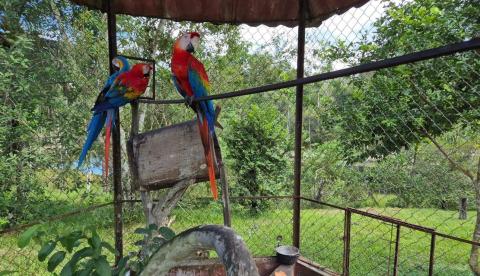 Operação resgata 15 animais silvestres em cativeiro e aplica R$ 57 mil em multas em Manaus