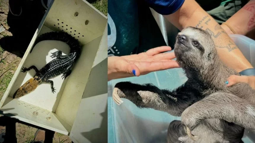Preguiça e jacarés são resgatados e grupo é preso por maus-tratos e exploração em Iranduba