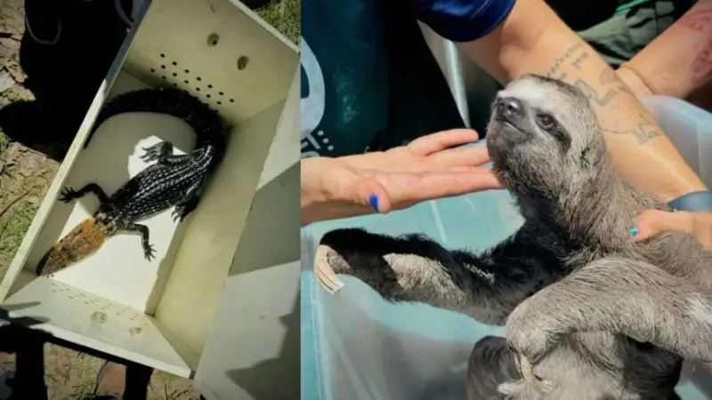 Preguiça e jacarés são resgatados e grupo é preso por maus-tratos e exploração em Iranduba