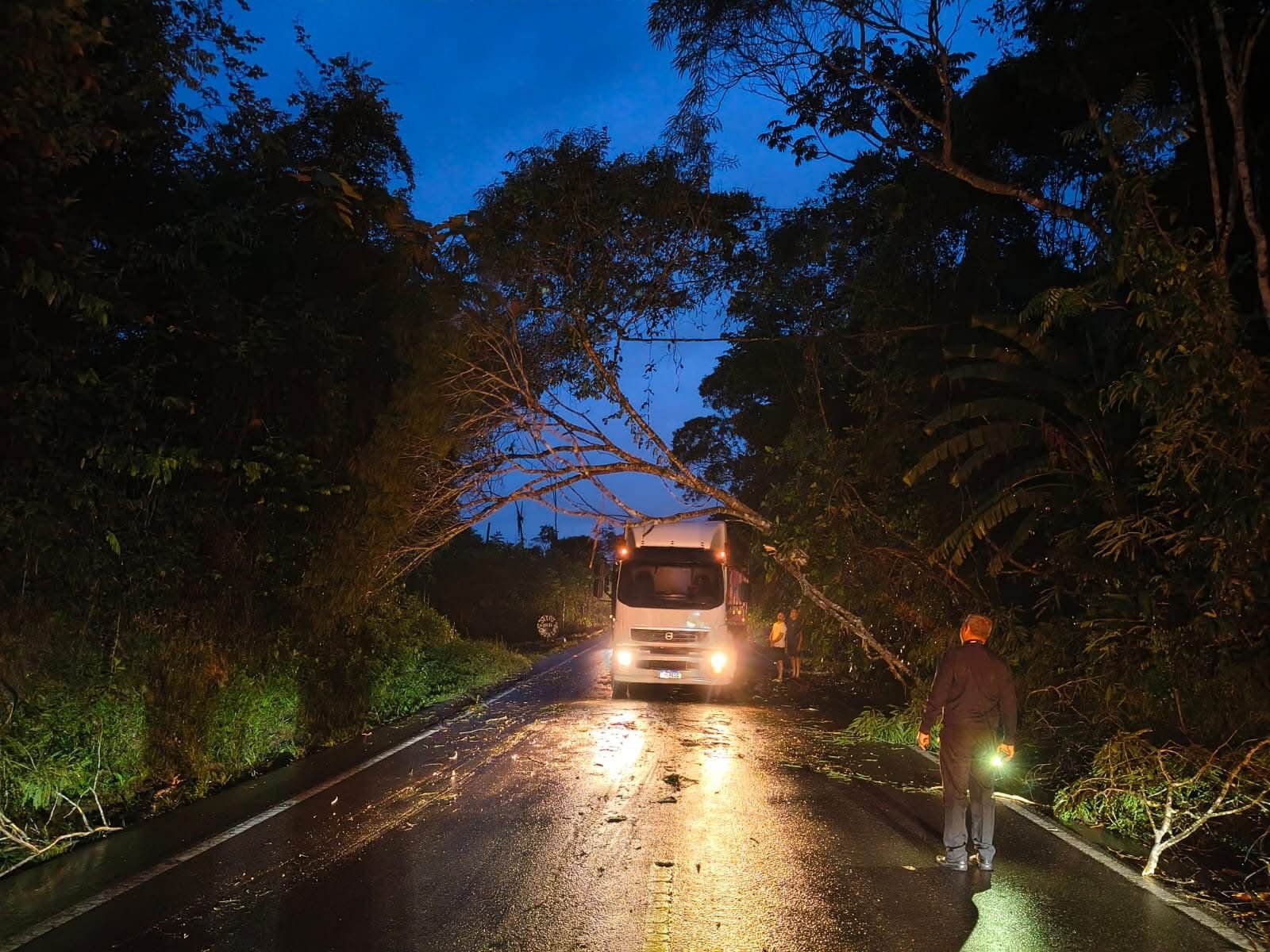 Chuva derruba árvore e interrompe parcialmente tráfego na BR-174