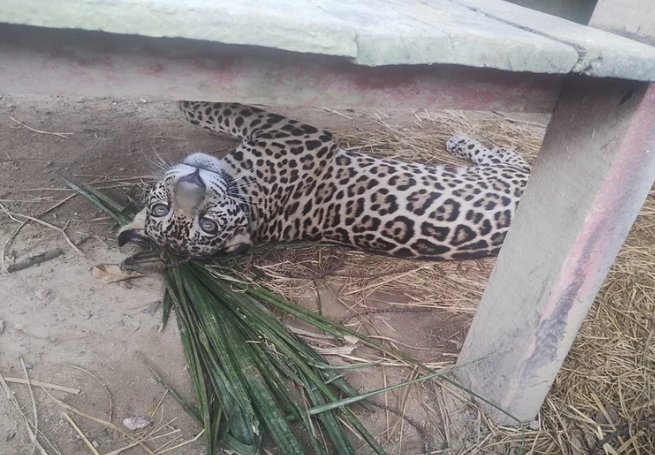 Filhote de onça-pintada resgatado no Amazonas vai para reabilitação no DF