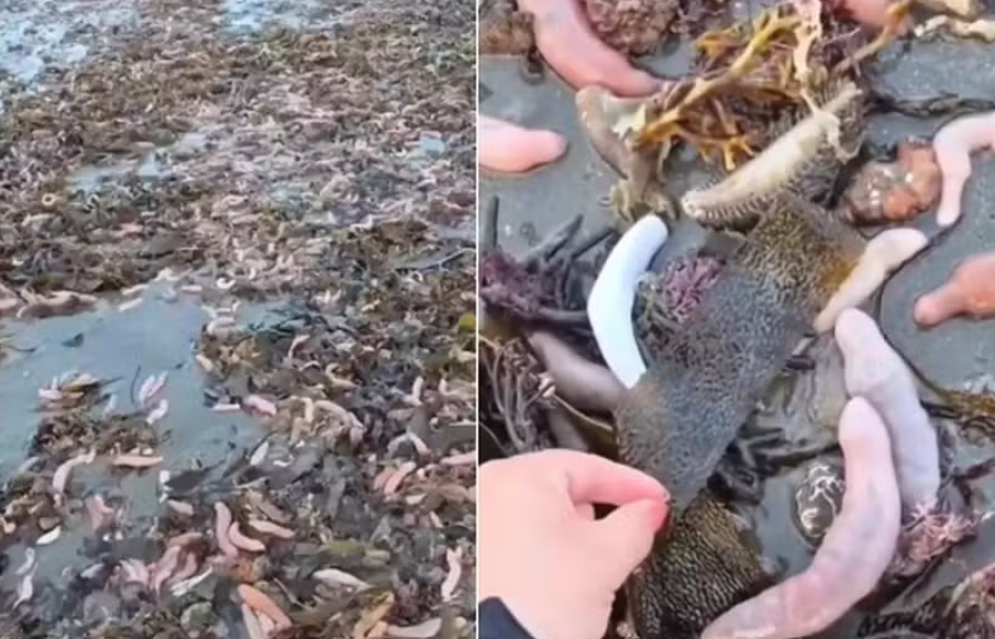 Fenômeno raro cobre praias com milhares de 'peixes-pênis'