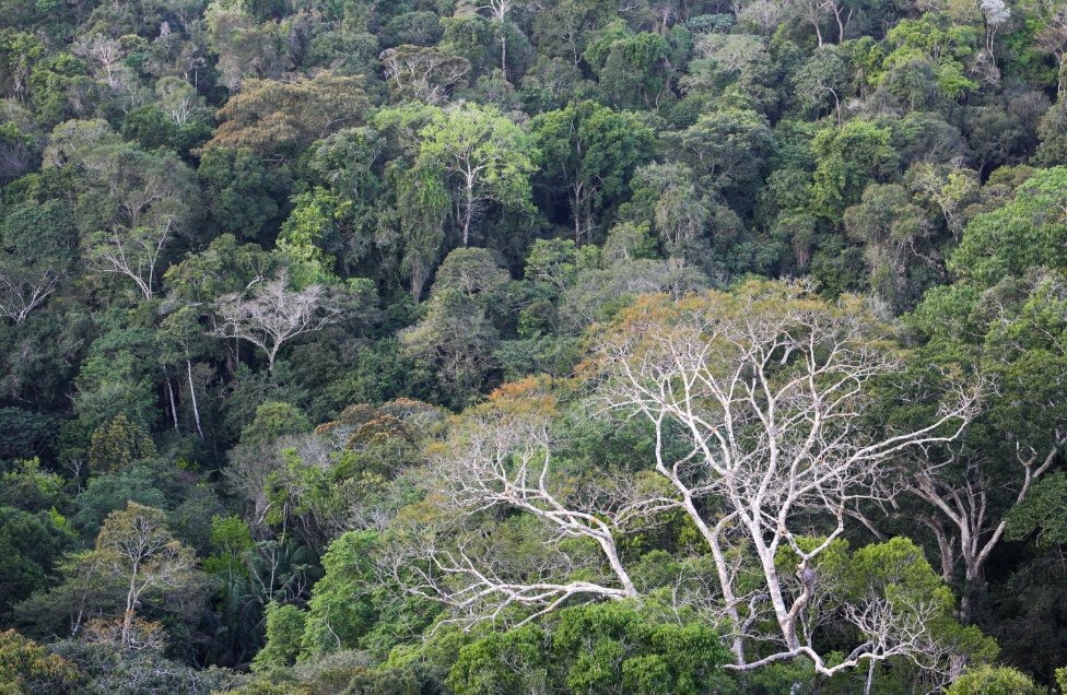 Amazonas terá concessão florestal de R$ 2 bilhões em área próxima à BR-319